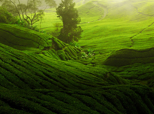 Munnar Tourism Kerala, Places in Kerala, Grassroot Holidays