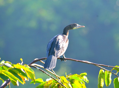 Munnar Tourism Kerala, Places in Kerala, Grassroot Holidays