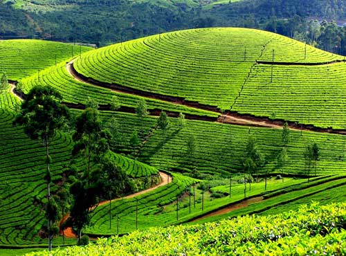 Munnar Tourism Kerala, Places in Kerala, Grassroot Holidays