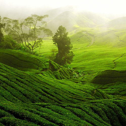 Places in Munnar, Munnar Tourism Kerala