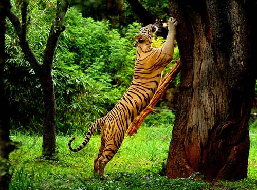 Devikulam, Kerala Tourism Places, Grassroot Holidays
